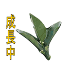 植物系の金柑の花スタンプ（個別スタンプ：5）