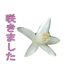 植物系の金柑の花スタンプ（個別スタンプ：6）