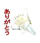植物系の金柑の花スタンプ（個別スタンプ：7）