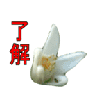 植物系の金柑の花スタンプ（個別スタンプ：10）