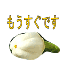 植物系の金柑の花スタンプ（個別スタンプ：13）