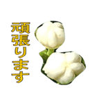 植物系の金柑の花スタンプ（個別スタンプ：14）