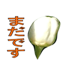 植物系の金柑の花スタンプ（個別スタンプ：15）