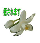 植物系の金柑の花スタンプ（個別スタンプ：16）