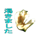 植物系の金柑の花スタンプ（個別スタンプ：20）