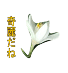 植物系の金柑の花スタンプ（個別スタンプ：22）