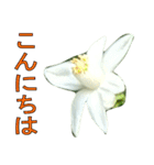 植物系の金柑の花スタンプ（個別スタンプ：23）