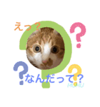 茶白猫むむ 普段使い用スタンプ（個別スタンプ：3）