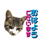 ねねこ猫…実写猫シンプルに顔だけスタンプ（個別スタンプ：1）