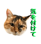 ねねこ猫…実写猫シンプルに顔だけスタンプ（個別スタンプ：4）