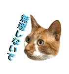ねねこ猫…実写猫シンプルに顔だけスタンプ（個別スタンプ：5）