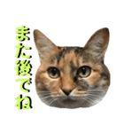 ねねこ猫…実写猫シンプルに顔だけスタンプ（個別スタンプ：6）