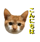 ねねこ猫…実写猫シンプルに顔だけスタンプ（個別スタンプ：7）