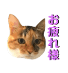 ねねこ猫…実写猫シンプルに顔だけスタンプ（個別スタンプ：8）