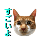 ねねこ猫…実写猫シンプルに顔だけスタンプ（個別スタンプ：10）