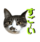 ねねこ猫…実写猫シンプルに顔だけスタンプ（個別スタンプ：11）