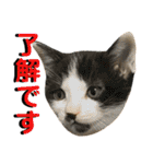 ねねこ猫…実写猫シンプルに顔だけスタンプ（個別スタンプ：12）