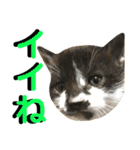 ねねこ猫…実写猫シンプルに顔だけスタンプ（個別スタンプ：13）