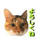ねねこ猫…実写猫シンプルに顔だけスタンプ（個別スタンプ：14）