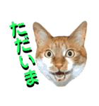 ねねこ猫…実写猫シンプルに顔だけスタンプ（個別スタンプ：15）