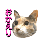 ねねこ猫…実写猫シンプルに顔だけスタンプ（個別スタンプ：16）