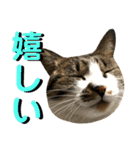 ねねこ猫…実写猫シンプルに顔だけスタンプ（個別スタンプ：17）
