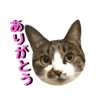 ねねこ猫…実写猫シンプルに顔だけスタンプ（個別スタンプ：18）