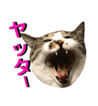 ねねこ猫…実写猫シンプルに顔だけスタンプ（個別スタンプ：19）