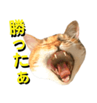 ねねこ猫…実写猫シンプルに顔だけスタンプ（個別スタンプ：20）
