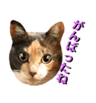 ねねこ猫…実写猫シンプルに顔だけスタンプ（個別スタンプ：21）