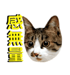 ねねこ猫…実写猫シンプルに顔だけスタンプ（個別スタンプ：22）