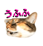 ねねこ猫…実写猫シンプルに顔だけスタンプ（個別スタンプ：23）