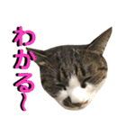ねねこ猫…実写猫シンプルに顔だけスタンプ（個別スタンプ：24）