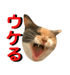 ねねこ猫…実写猫シンプルに顔だけスタンプ（個別スタンプ：25）