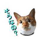 ねねこ猫…実写猫シンプルに顔だけスタンプ（個別スタンプ：26）