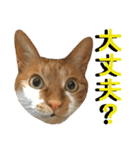 ねねこ猫…実写猫シンプルに顔だけスタンプ（個別スタンプ：27）