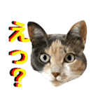 ねねこ猫…実写猫シンプルに顔だけスタンプ（個別スタンプ：28）