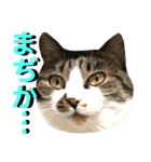 ねねこ猫…実写猫シンプルに顔だけスタンプ（個別スタンプ：29）