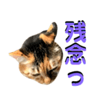 ねねこ猫…実写猫シンプルに顔だけスタンプ（個別スタンプ：30）