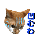 ねねこ猫…実写猫シンプルに顔だけスタンプ（個別スタンプ：31）