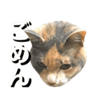 ねねこ猫…実写猫シンプルに顔だけスタンプ（個別スタンプ：32）