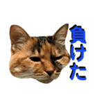 ねねこ猫…実写猫シンプルに顔だけスタンプ（個別スタンプ：34）