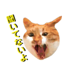 ねねこ猫…実写猫シンプルに顔だけスタンプ（個別スタンプ：35）