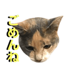 ねねこ猫…実写猫シンプルに顔だけスタンプ（個別スタンプ：36）