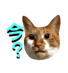 ねねこ猫…実写猫シンプルに顔だけスタンプ（個別スタンプ：37）