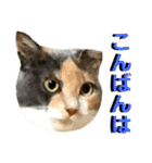 ねねこ猫…実写猫シンプルに顔だけスタンプ（個別スタンプ：38）