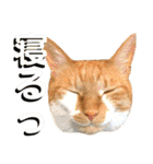 ねねこ猫…実写猫シンプルに顔だけスタンプ（個別スタンプ：39）