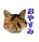 ねねこ猫…実写猫シンプルに顔だけスタンプ（個別スタンプ：40）