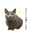 vivipopoすたんぷ（個別スタンプ：11）
