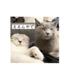 vivipopoすたんぷ（個別スタンプ：20）
